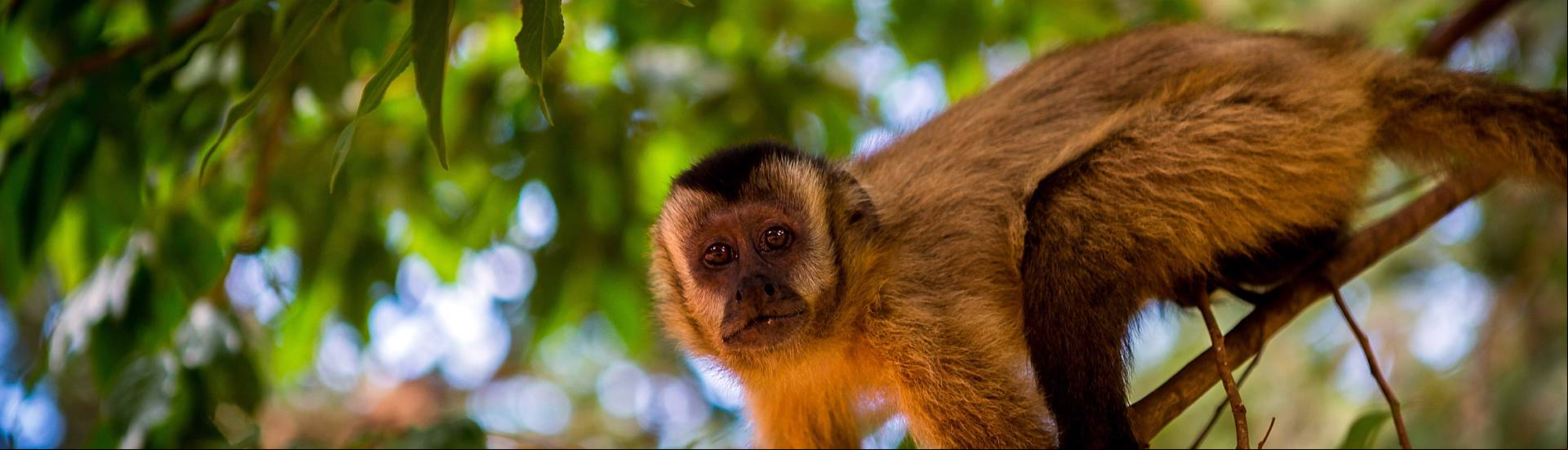 Fauna silvestre - Chapada dos Guimarães